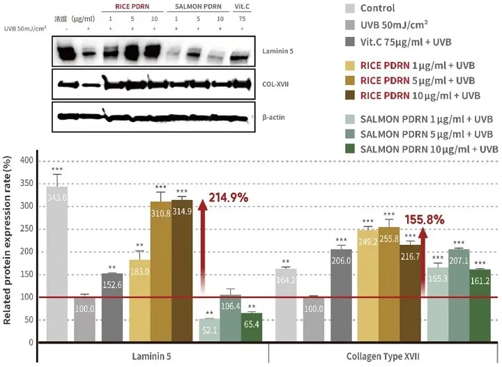 A comparative analysis showing Laminin 5 and Collagen Type XVII protein expression rates under various treatments including UVB, Vitamin C, Rice PDRN, and Salmon PDRN.